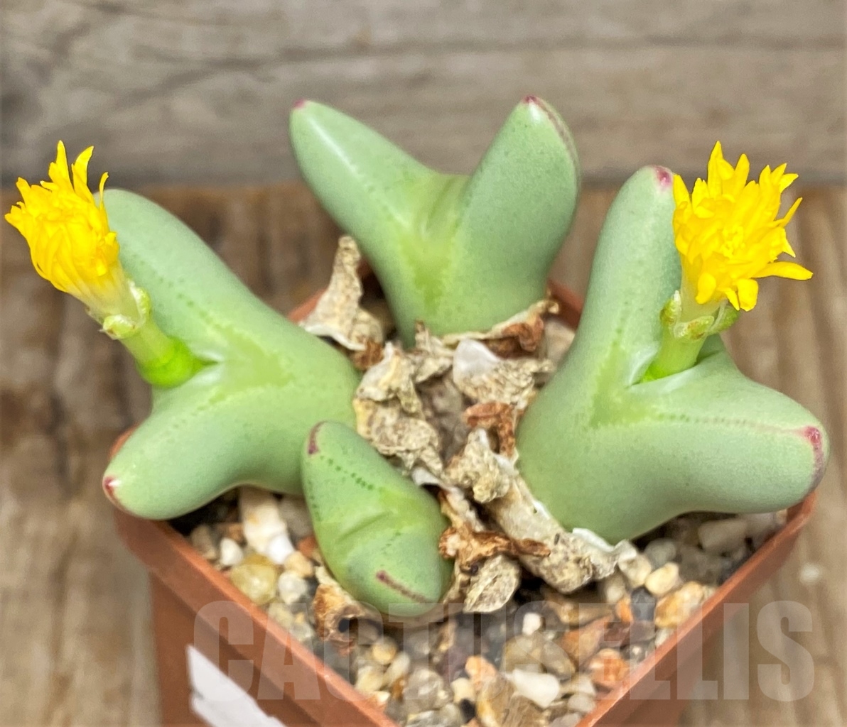 SHPR13415 Conophytum meyerae SB 787 -Swartpoort-, ex MG 1430.746 - Obrázek 2