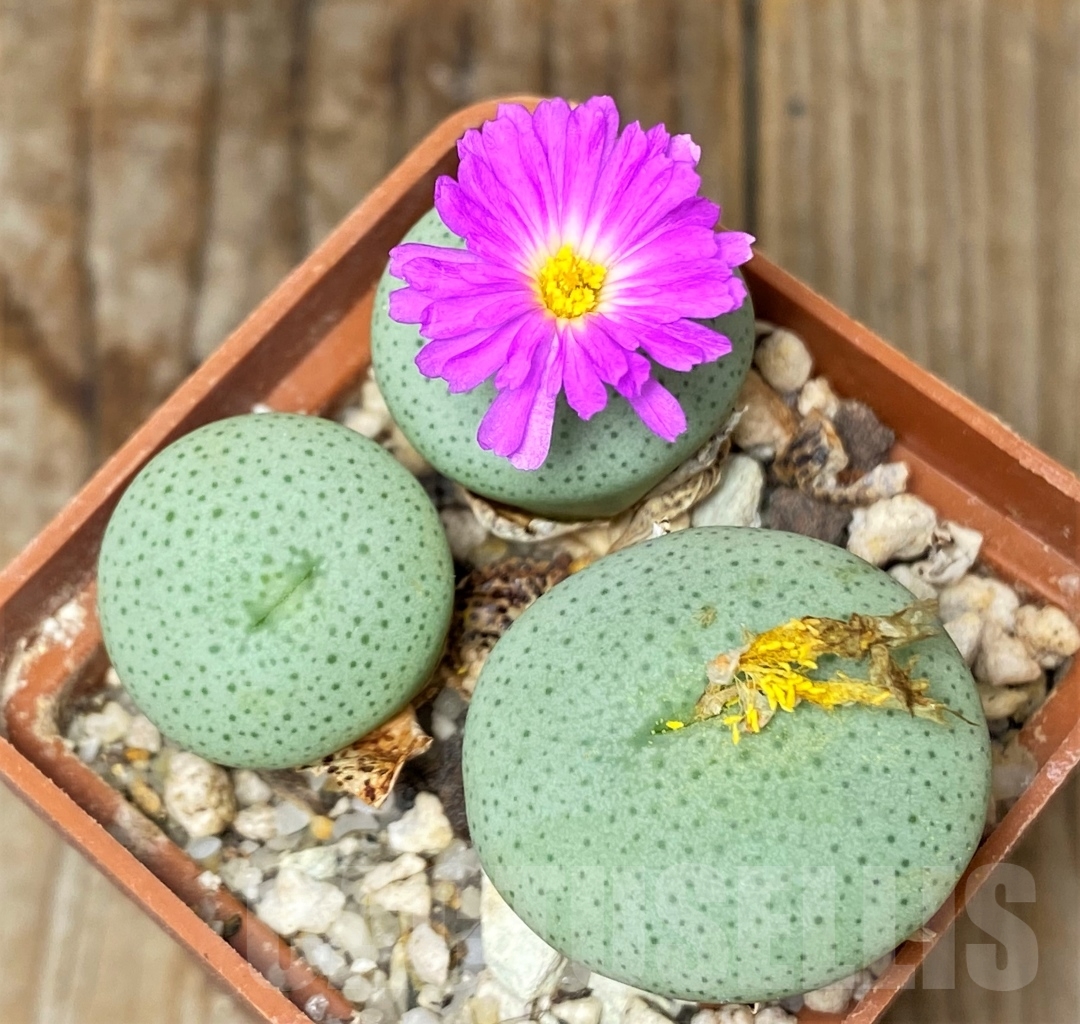 SHPR13416 Conophytum jucundum ssp. ruschii LAV 28330 - Image 2