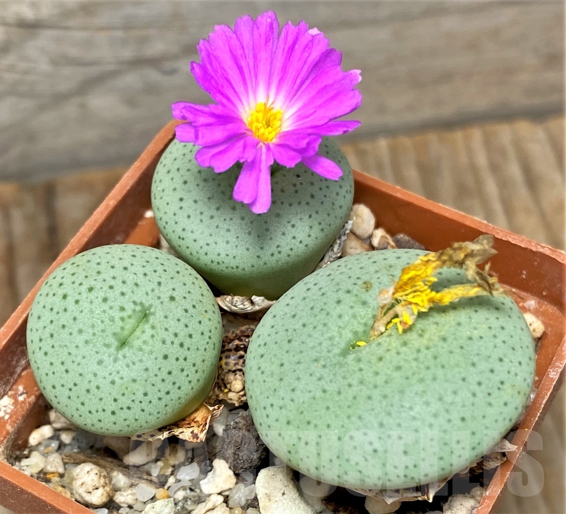 SHPR13416 Conophytum jucundum ssp. ruschii LAV 28330