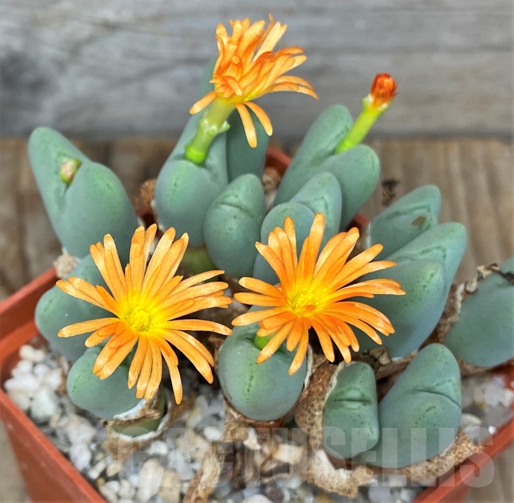 SHPR13418 Conophytum frutescens