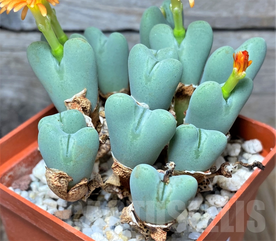 SHPR13418 Conophytum frutescens - Image 2