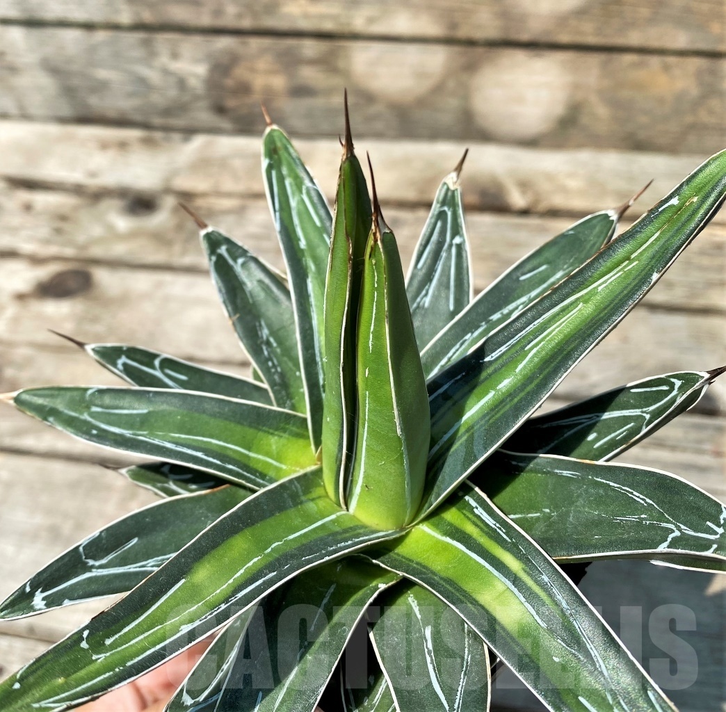 SHPRE3402 Agave victoriae-reginae 'Sun King'