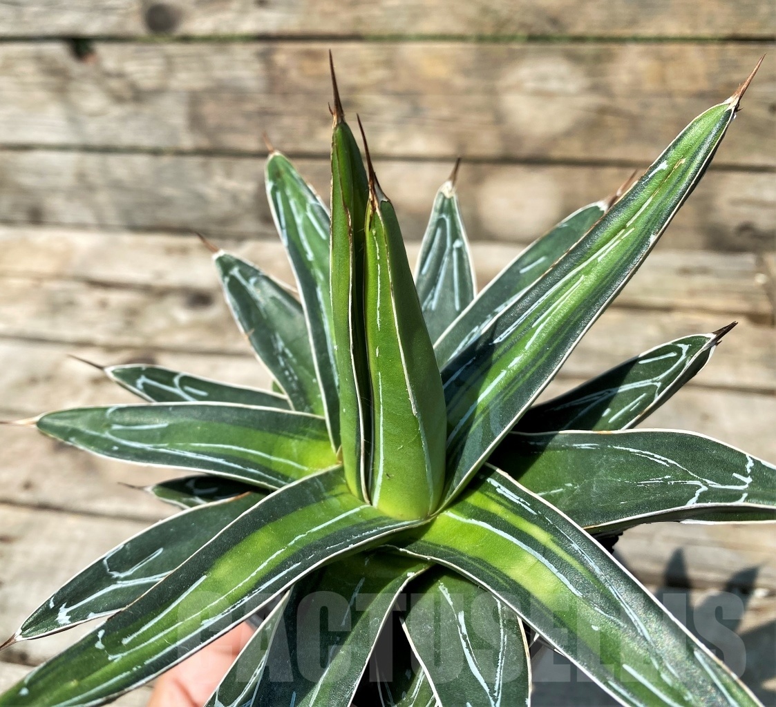 SHPRE3402 Agave victoriae-reginae 'Sun King' - Image 2