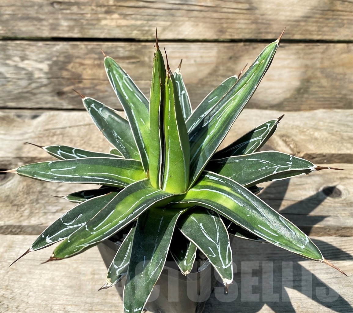 SHPRE3402 Agave victoriae-reginae 'Sun King' - Image 3