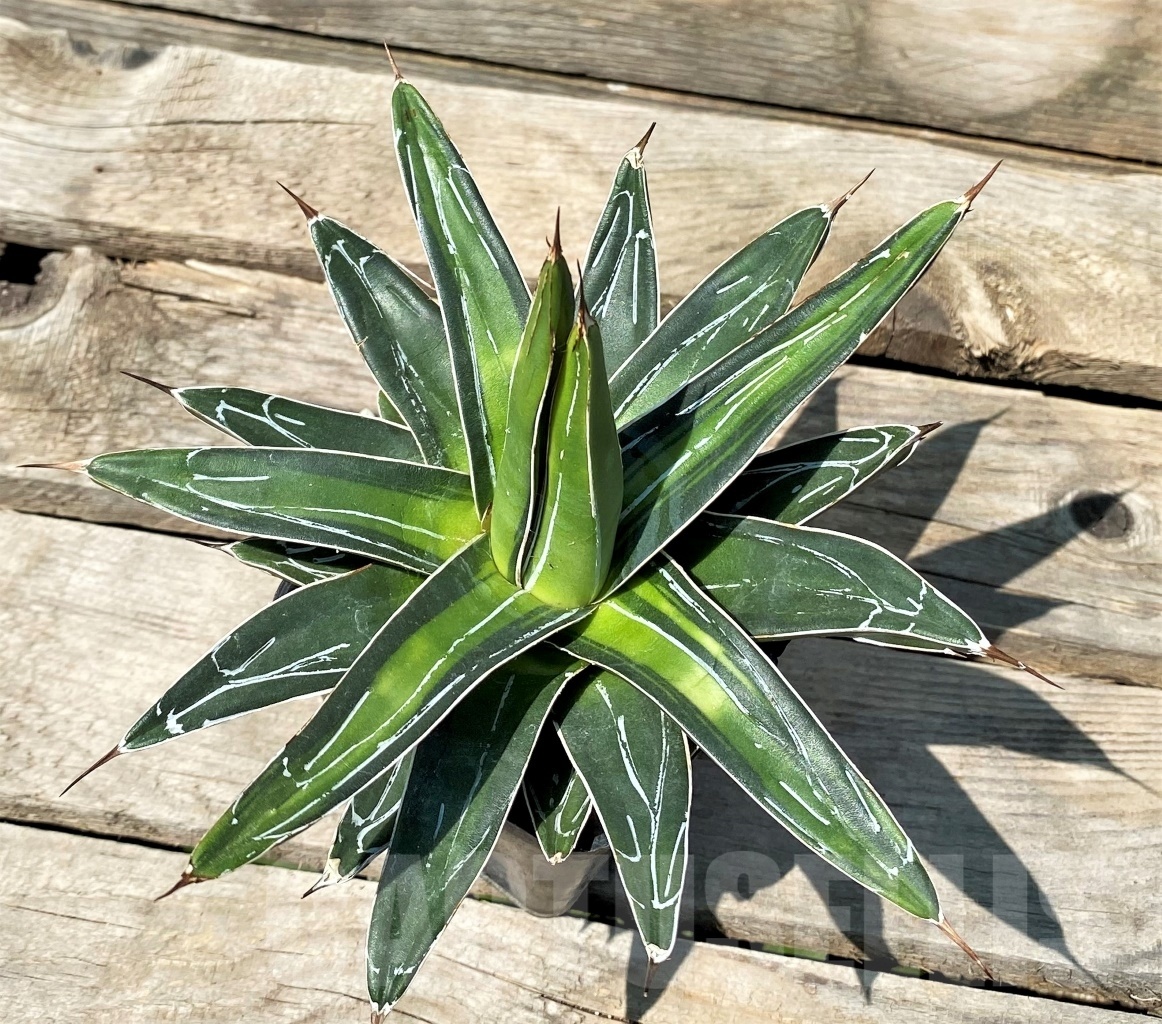 SHPRE3402 Agave victoriae-reginae 'Sun King' - Image 4