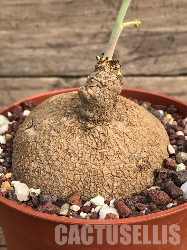 SHPR3461 Stephania erecta - Image 2