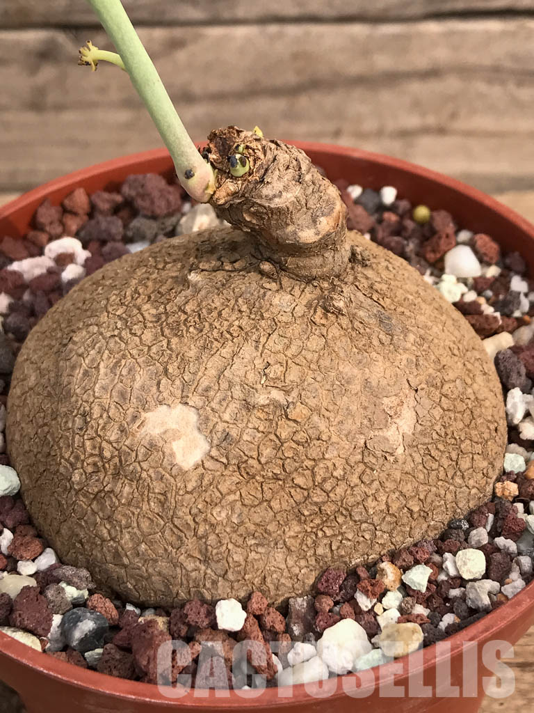 SHPR3461 Stephania erecta - Image 3