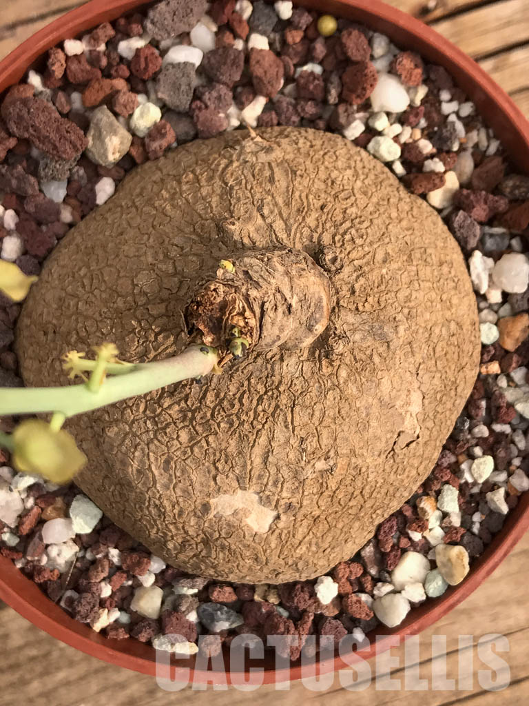 SHPR3461 Stephania erecta - Image 4