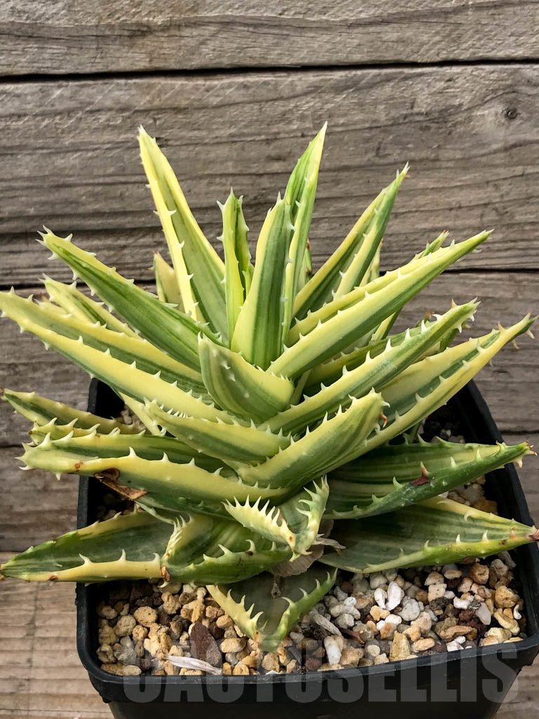 SHPR3473 Aloe mitriformis f. variegata - Image 2