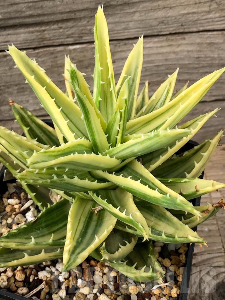 SHPR3473 Aloe mitriformis f. variegata