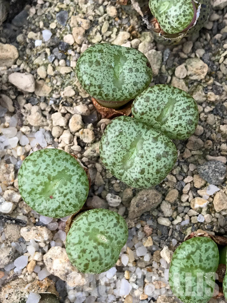 SHPR3520 Conophytum obordellum v. ceresianum, Katbakkies Pass, South Africa, 1500m. - Image 2