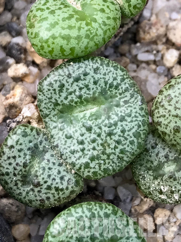 SHPR3520 Conophytum obordellum v. ceresianum, Katbakkies Pass, South Africa, 1500m. - Image 3