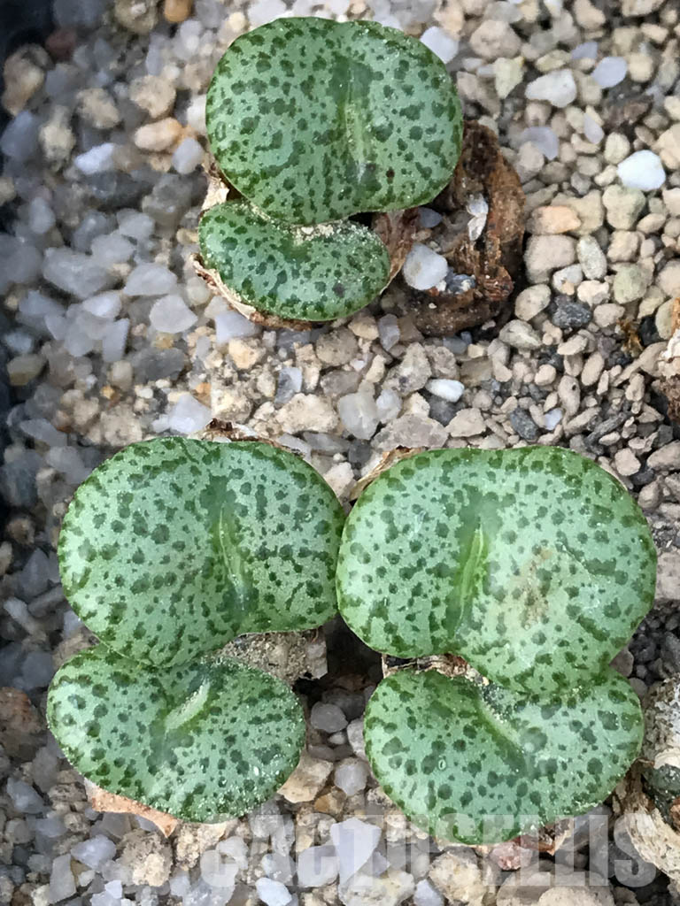SHPR3520 Conophytum obordellum v. ceresianum, Katbakkies Pass, South Africa, 1500m. - Image 4
