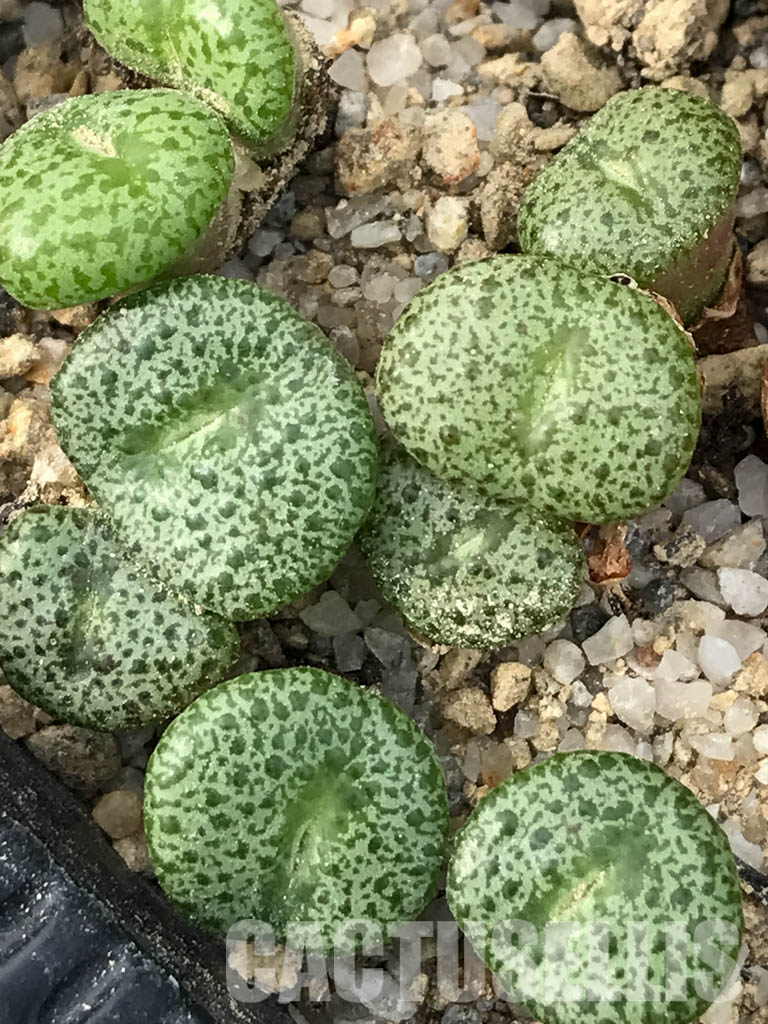 SHPR3520 Conophytum obordellum v. ceresianum, Katbakkies Pass, South Africa, 1500m. - Image 5
