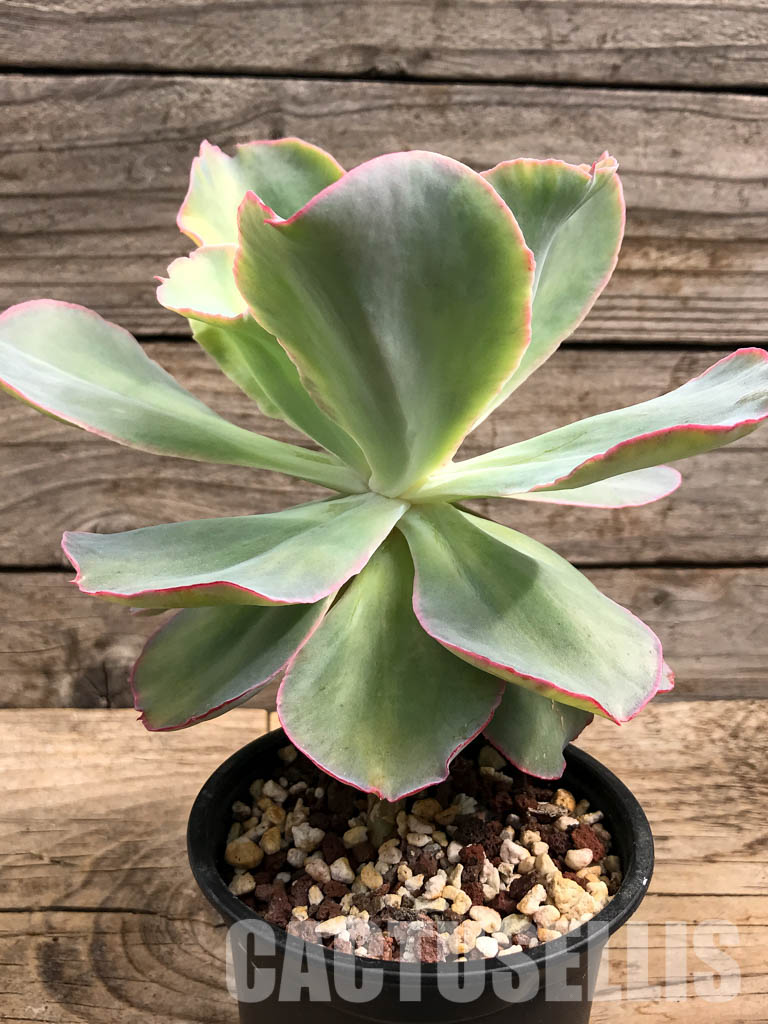 SHPR3552 Echeveria cv "Shaviana curly" variegated - Image 2