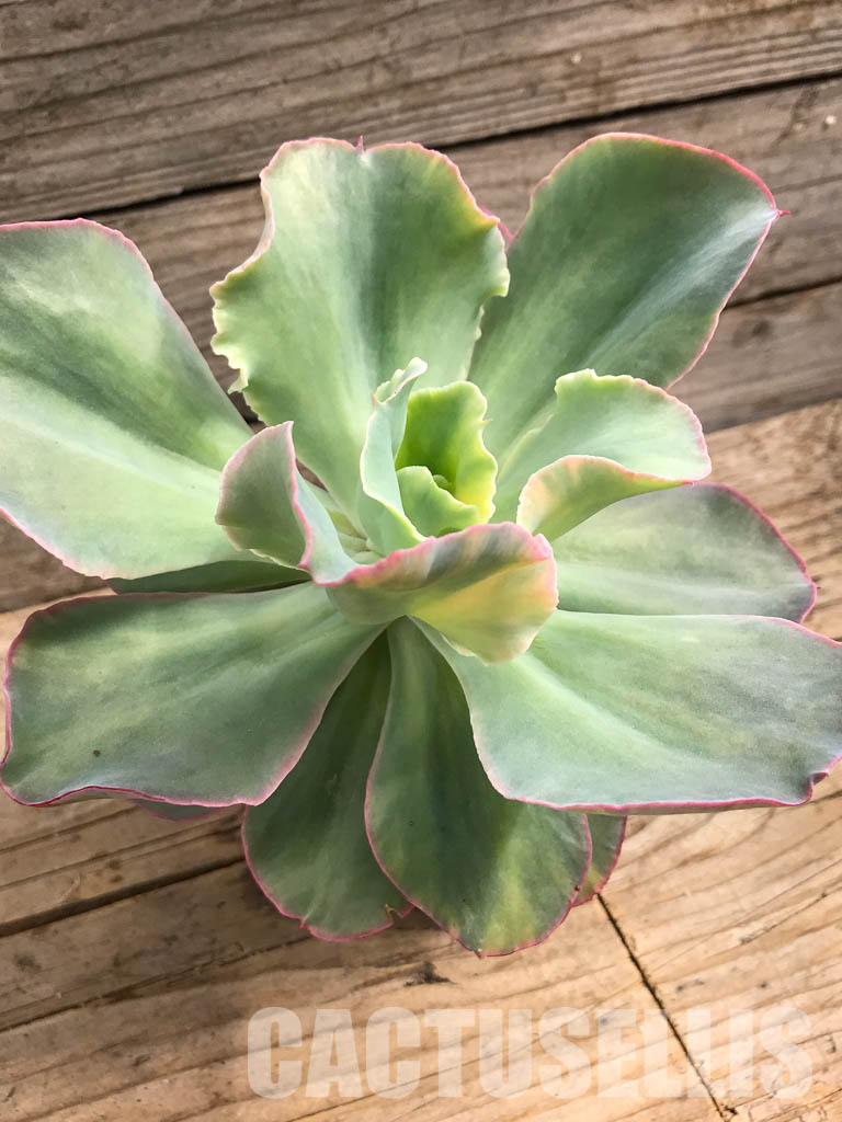 SHPR3552 Echeveria cv "Shaviana curly" variegated