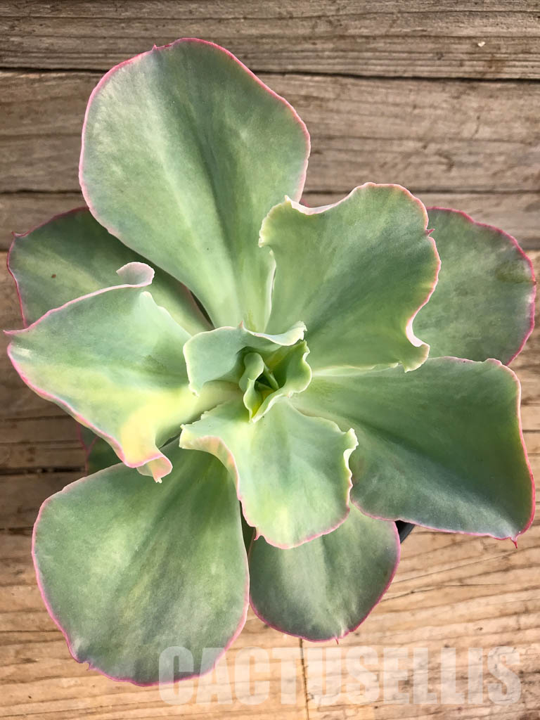 SHPR3552 Echeveria cv "Shaviana curly" variegated - Image 4