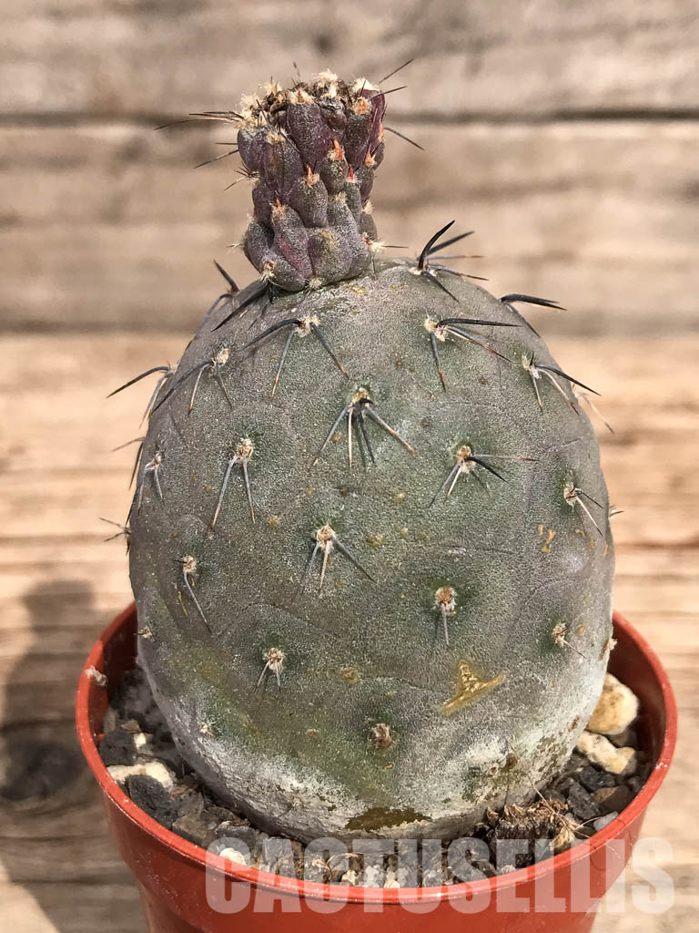 SHPR3591 Tephrocactus geometricus - immagine 2