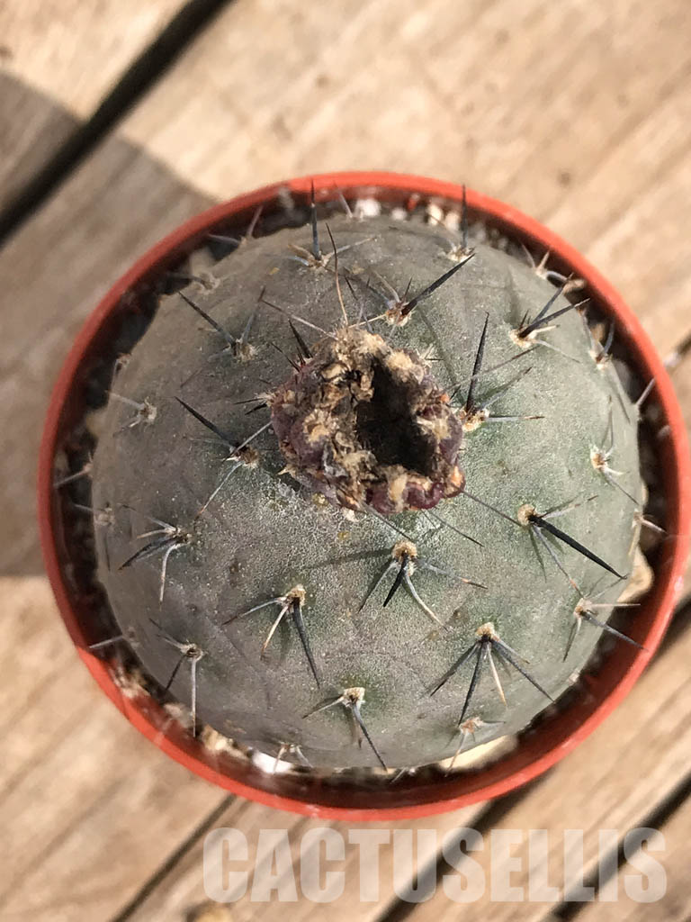 SHPR3591 Tephrocactus geometricus - immagine 4