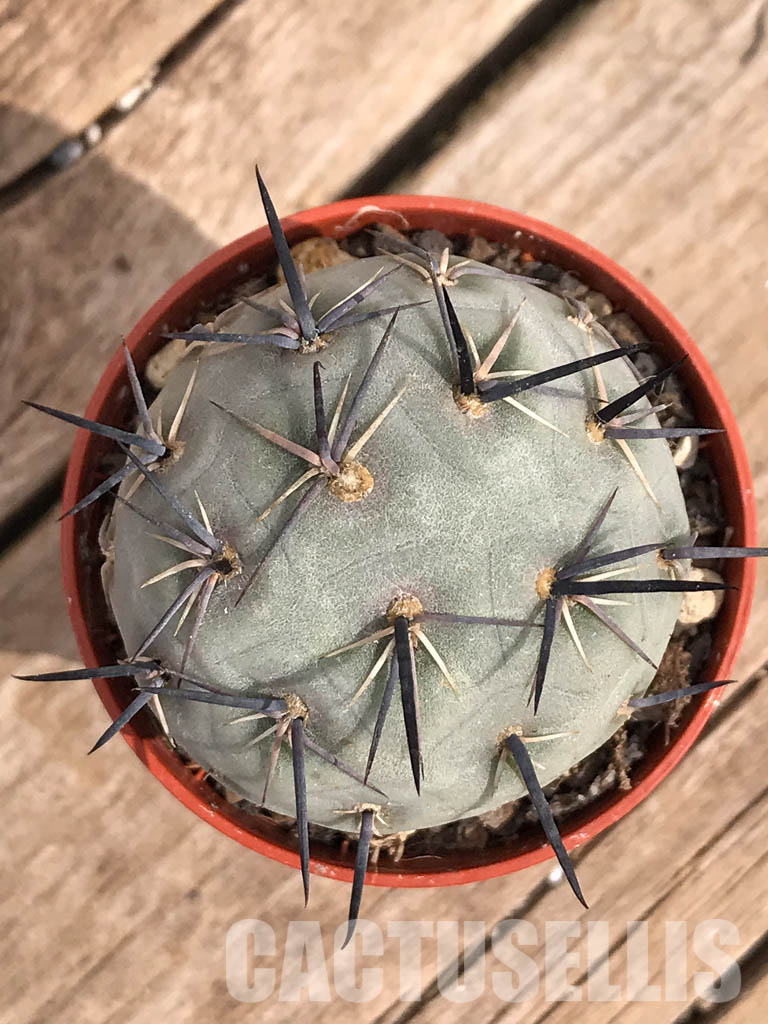 SHPR3591 Tephrocactus geometricus - immagine 5