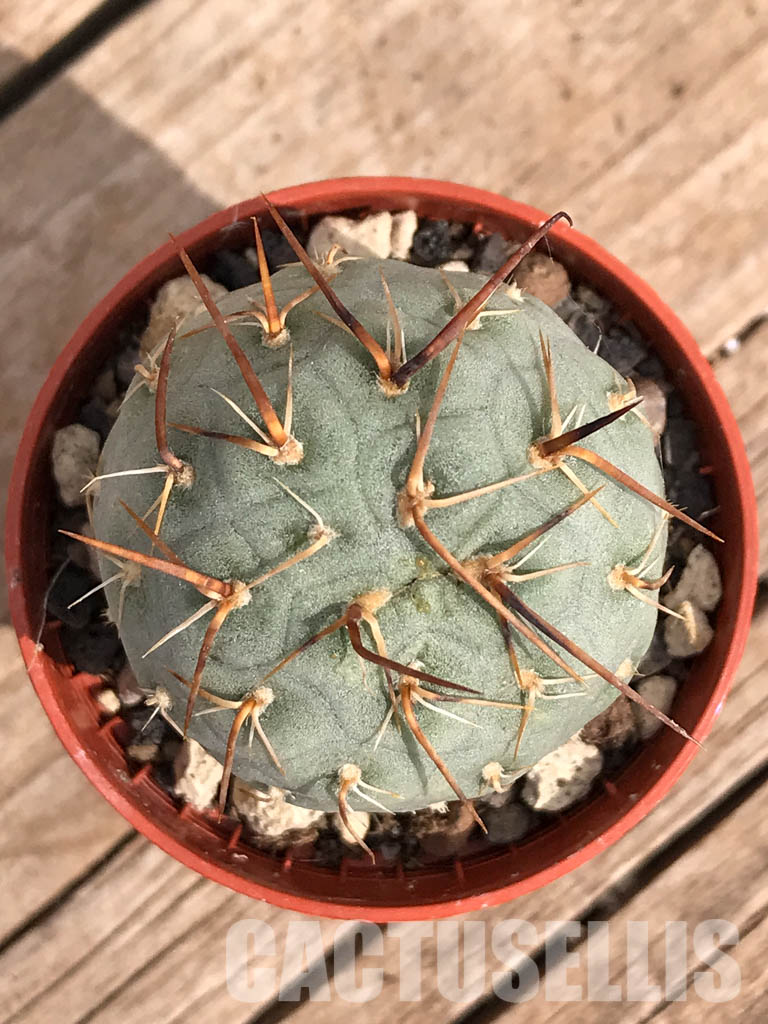 SHPR3591 Tephrocactus geometricus - immagine 6