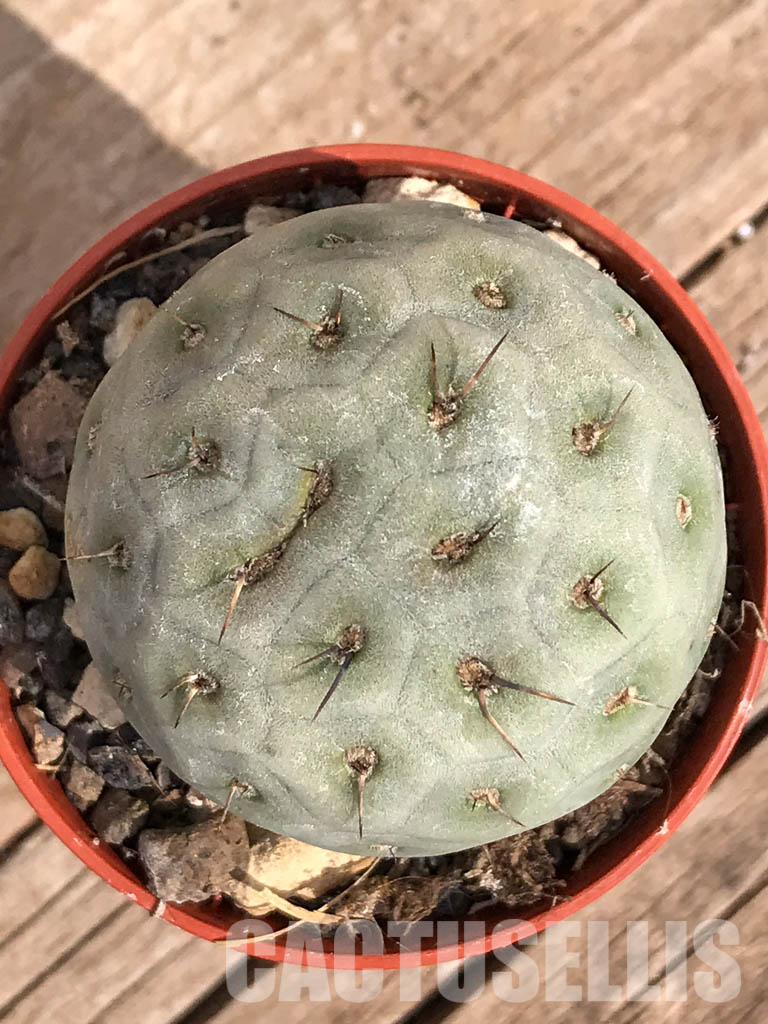 SHPR3591 Tephrocactus geometricus - immagine 7