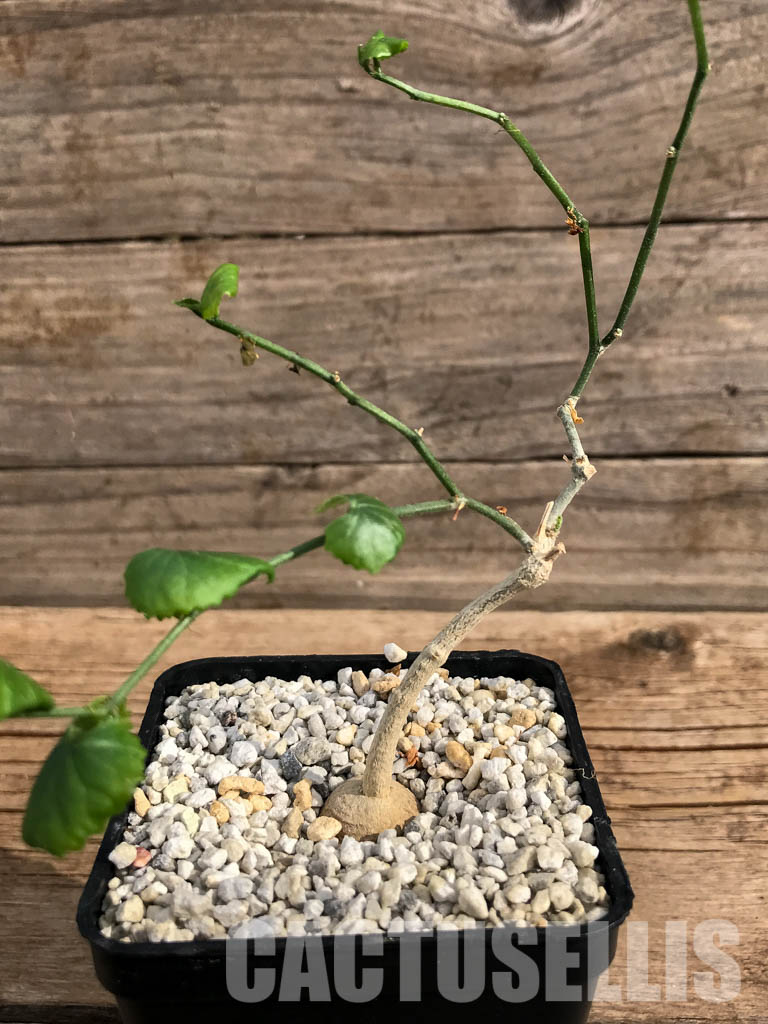 SHPRA3312 Ibervillea tenuisecta - Image 2