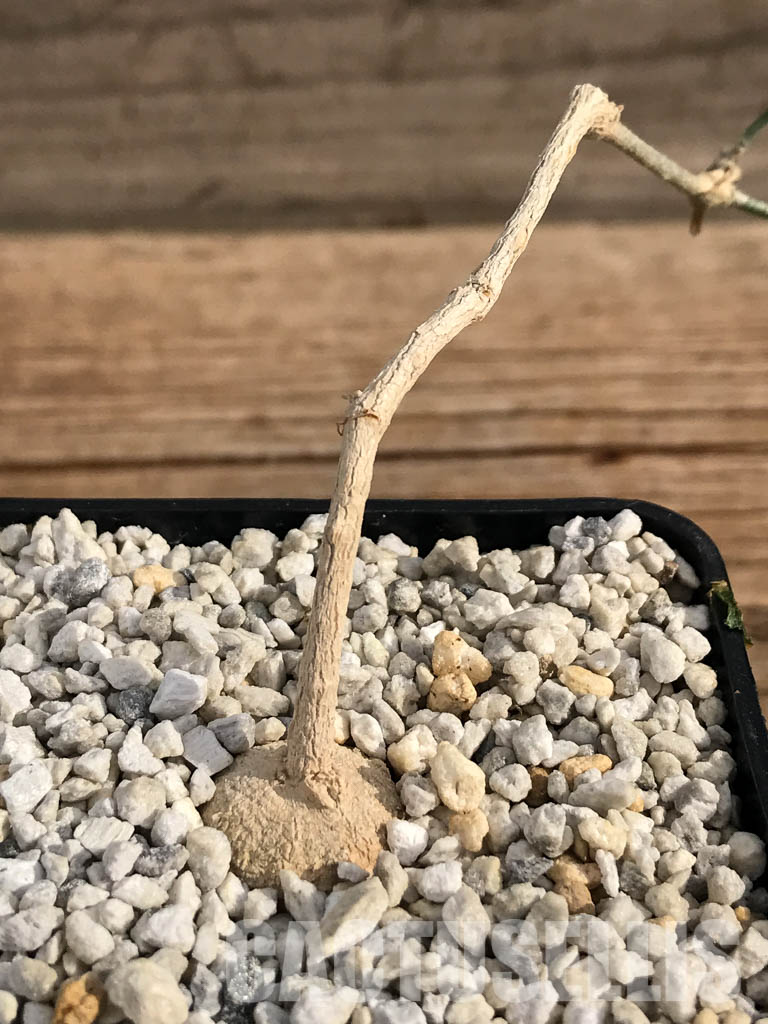 SHPRA3312 Ibervillea tenuisecta - Image 5