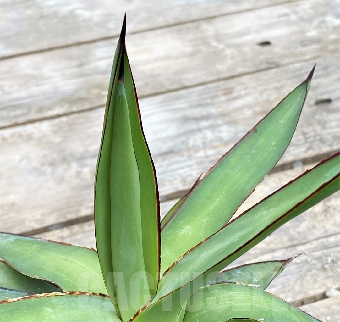 SHPR3795 Agave Romanii