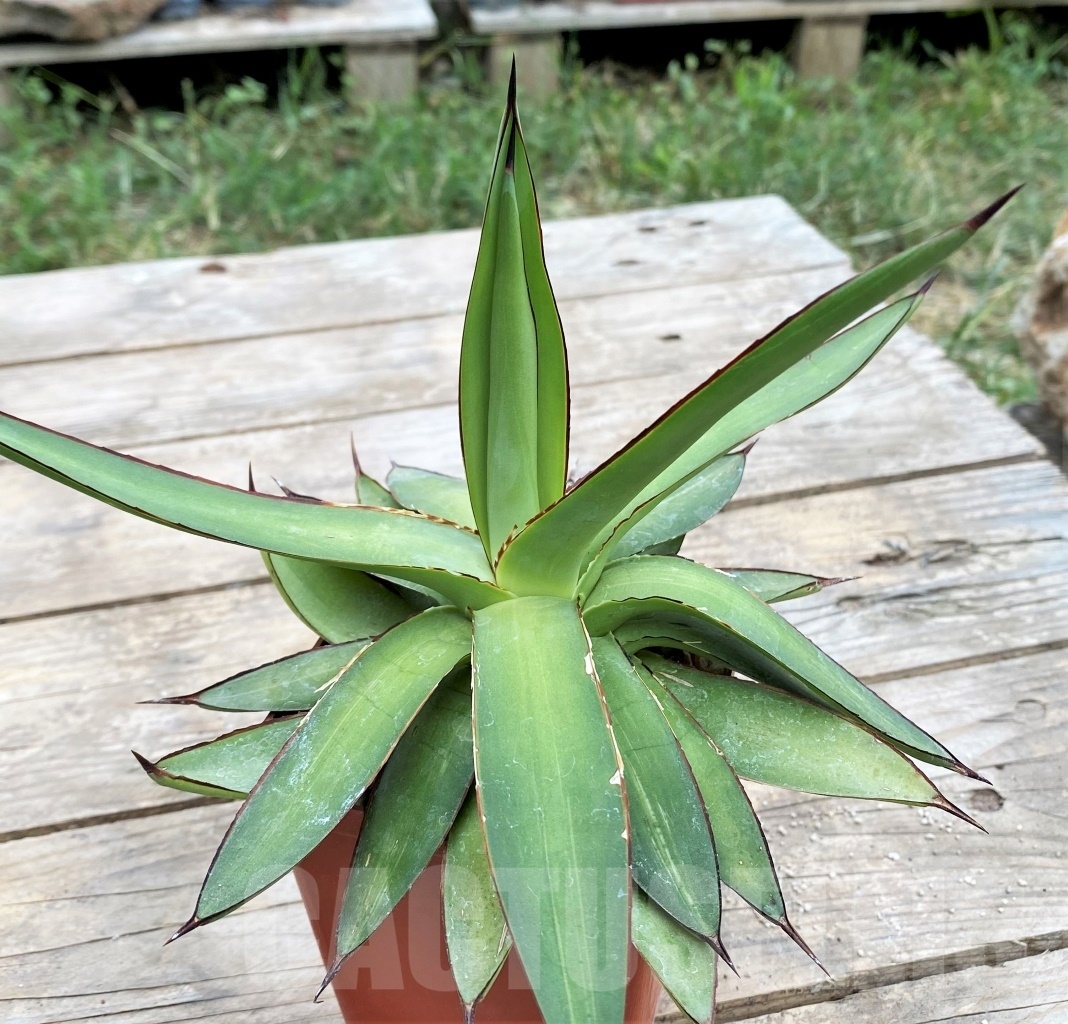 SHPR3795 Agave Romanii - Image 2