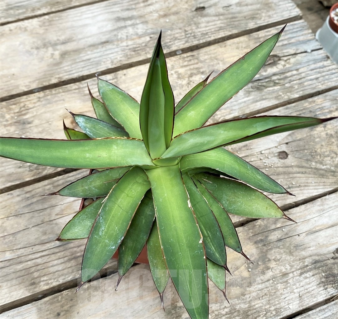 SHPR3795 Agave Romanii - Image 3