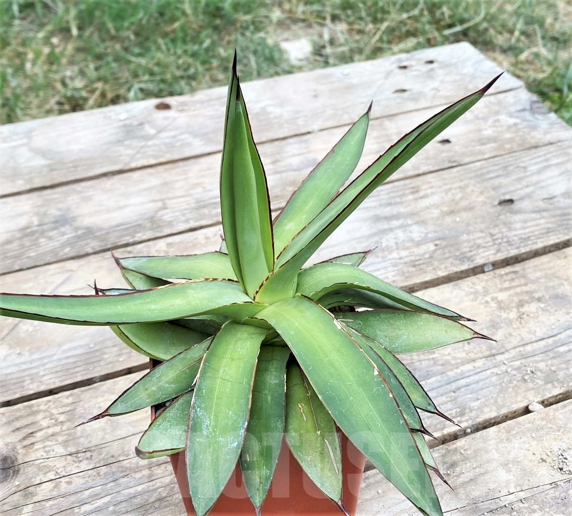 SHPR3795 Agave Romanii - Image 4