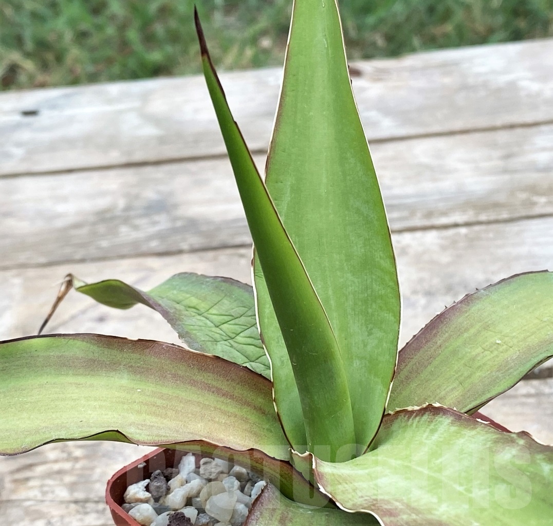 SHPR4145 Agave chazaroi