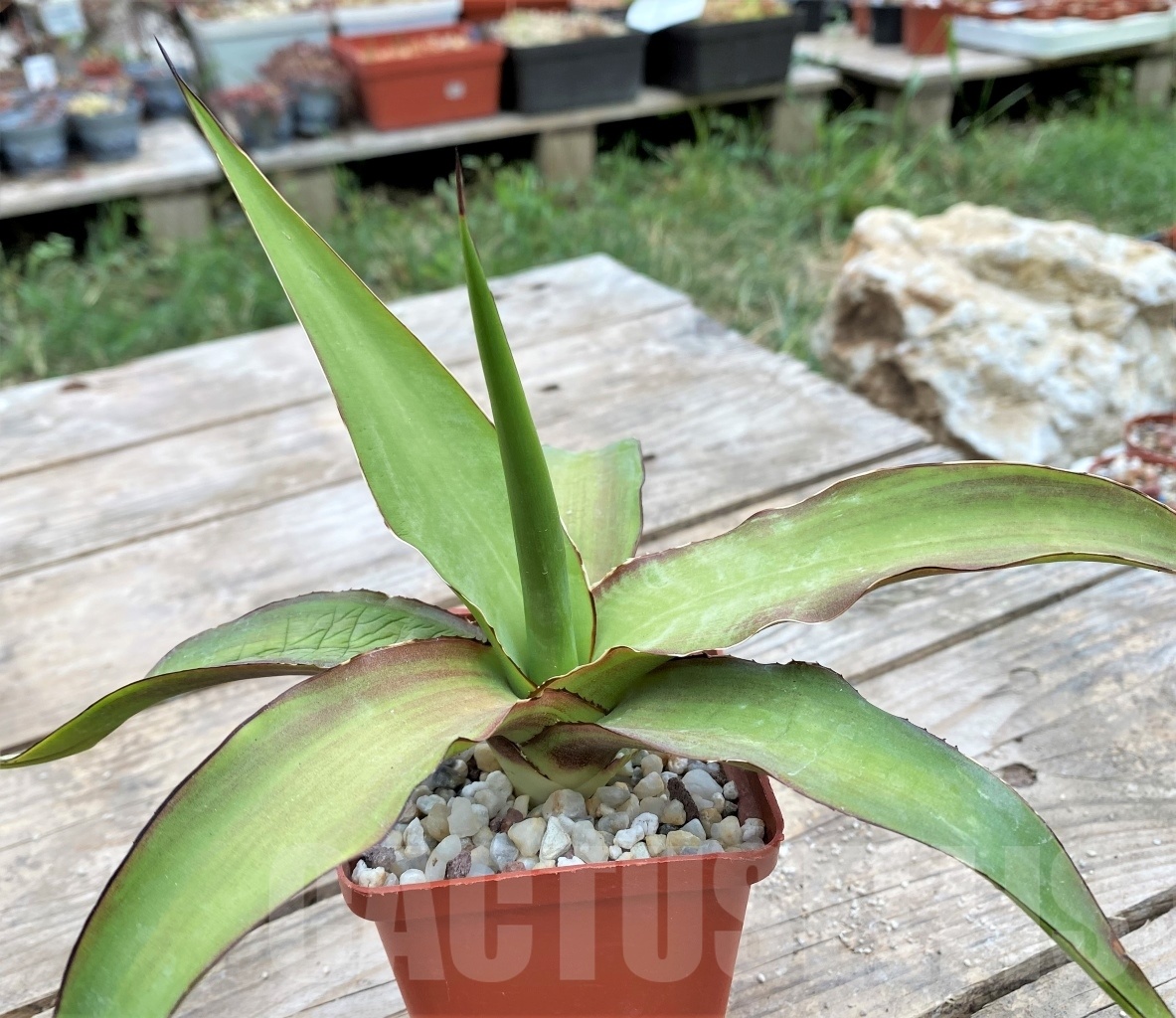 SHPR4145 Agave chazaroi - Image 2