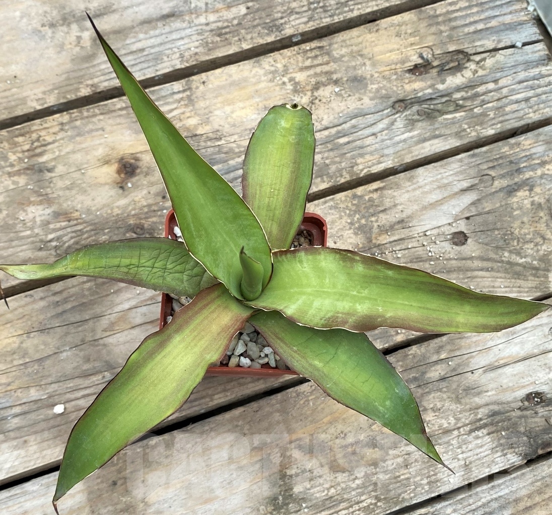 SHPR4145 Agave chazaroi - Image 3