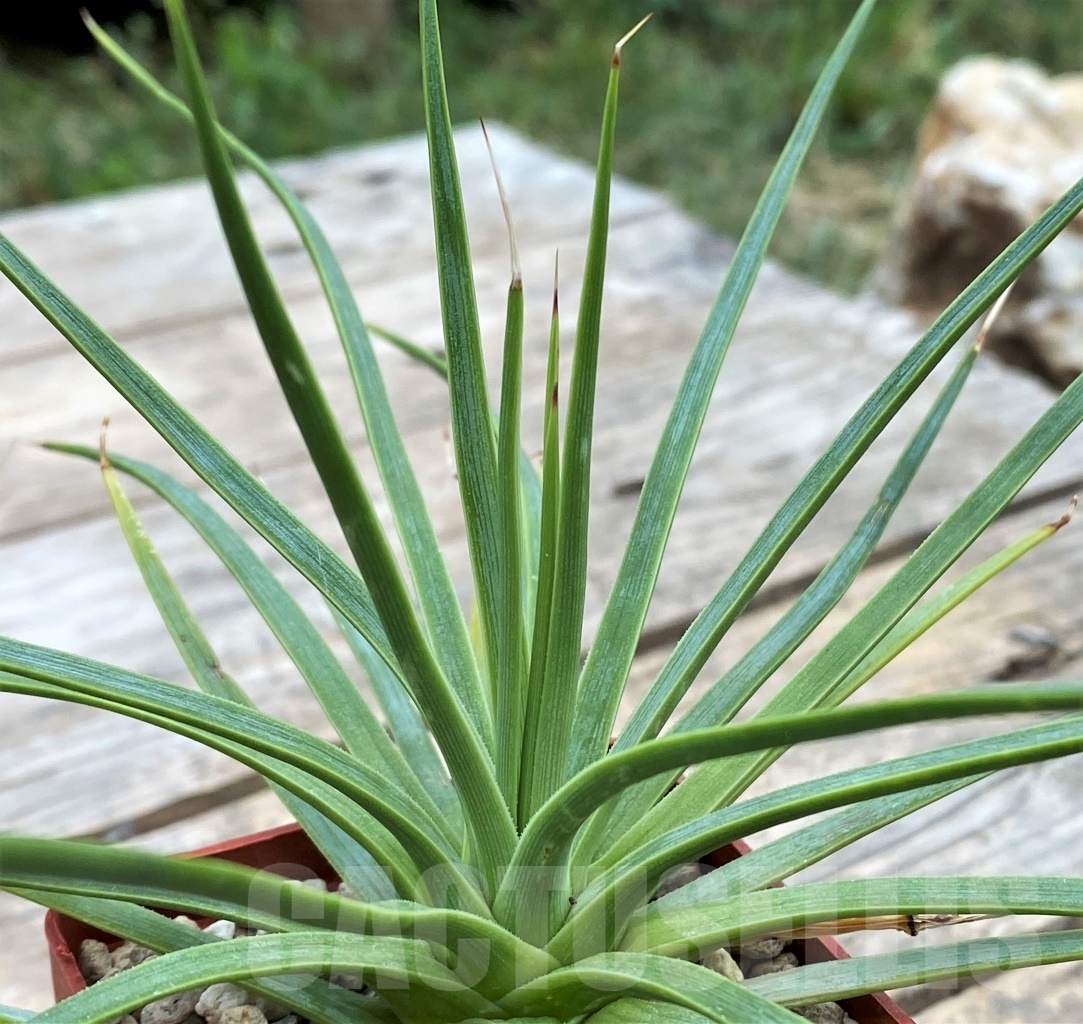 SHPR3902 Agave petrophila
