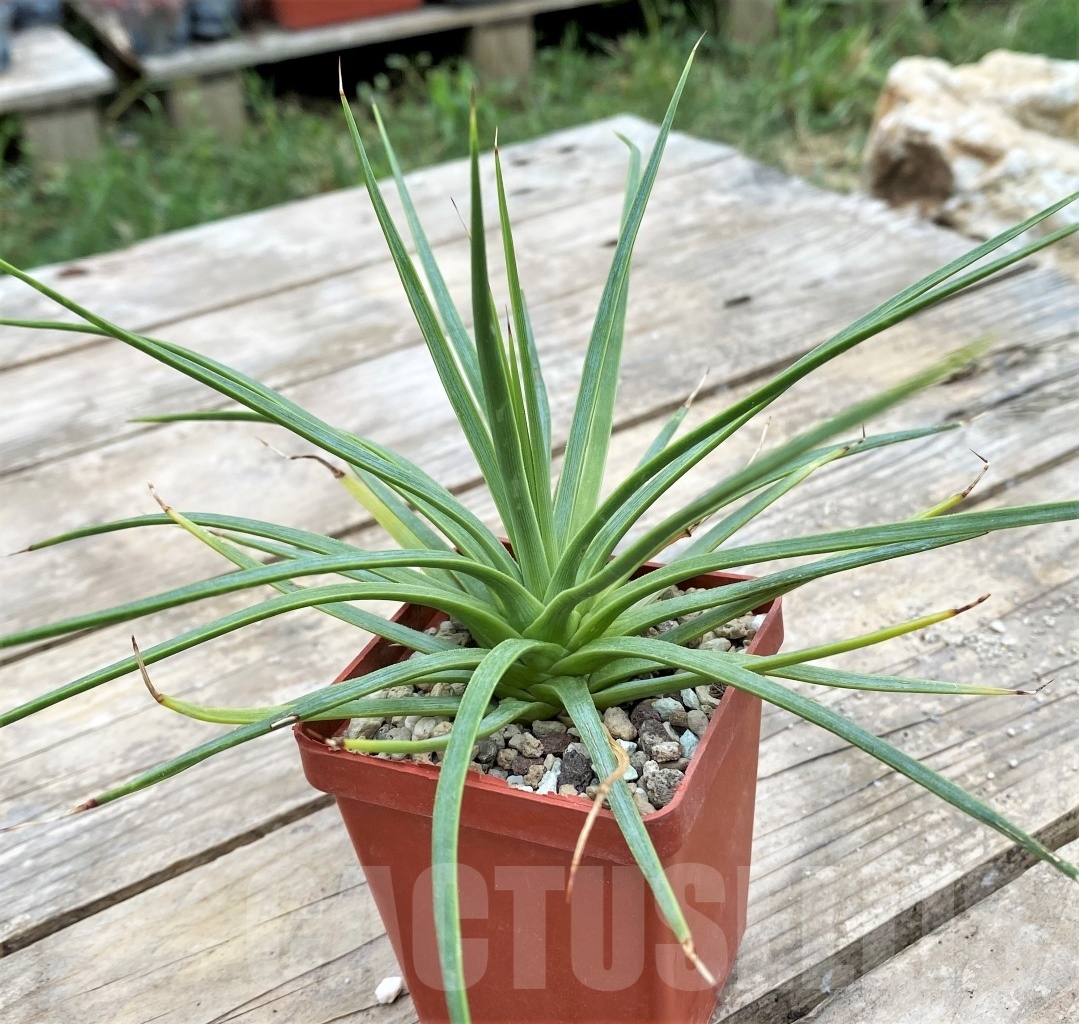 SHPR3902 Agave petrophila - immagine 2