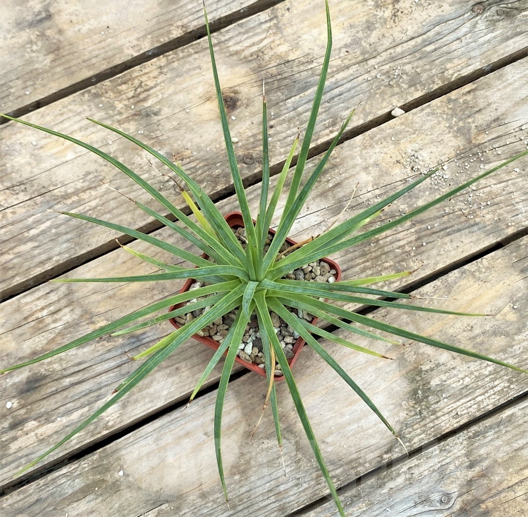 SHPR3902 Agave petrophila - immagine 3