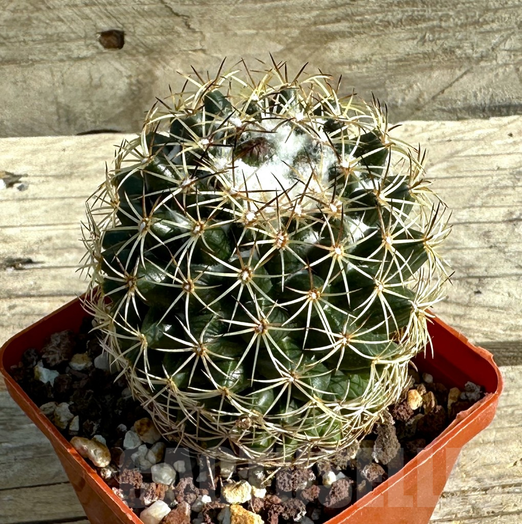 SHPR30651 Coryphantha panarottoi Z 173,, Mexico old 10 years