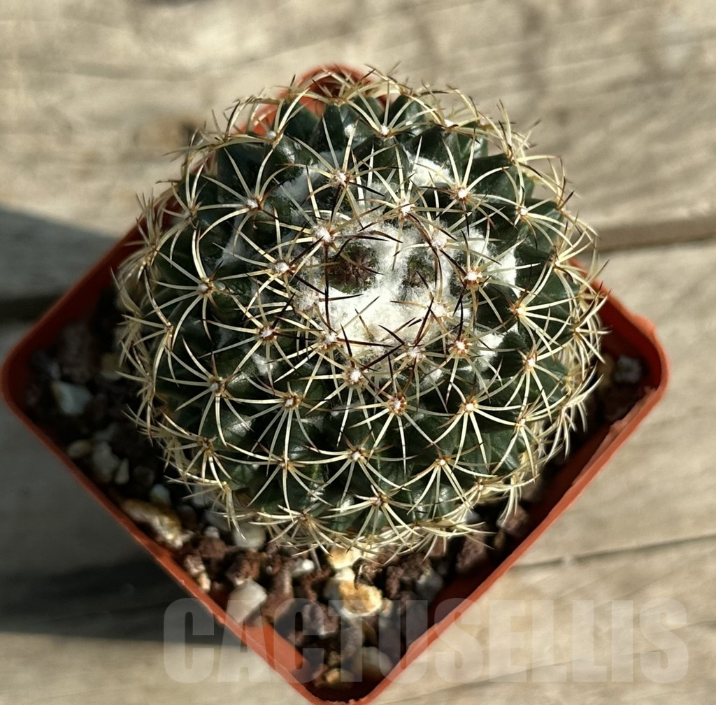 SHPR30651 Coryphantha panarottoi Z 173,, Mexico old 10 years - Image 2