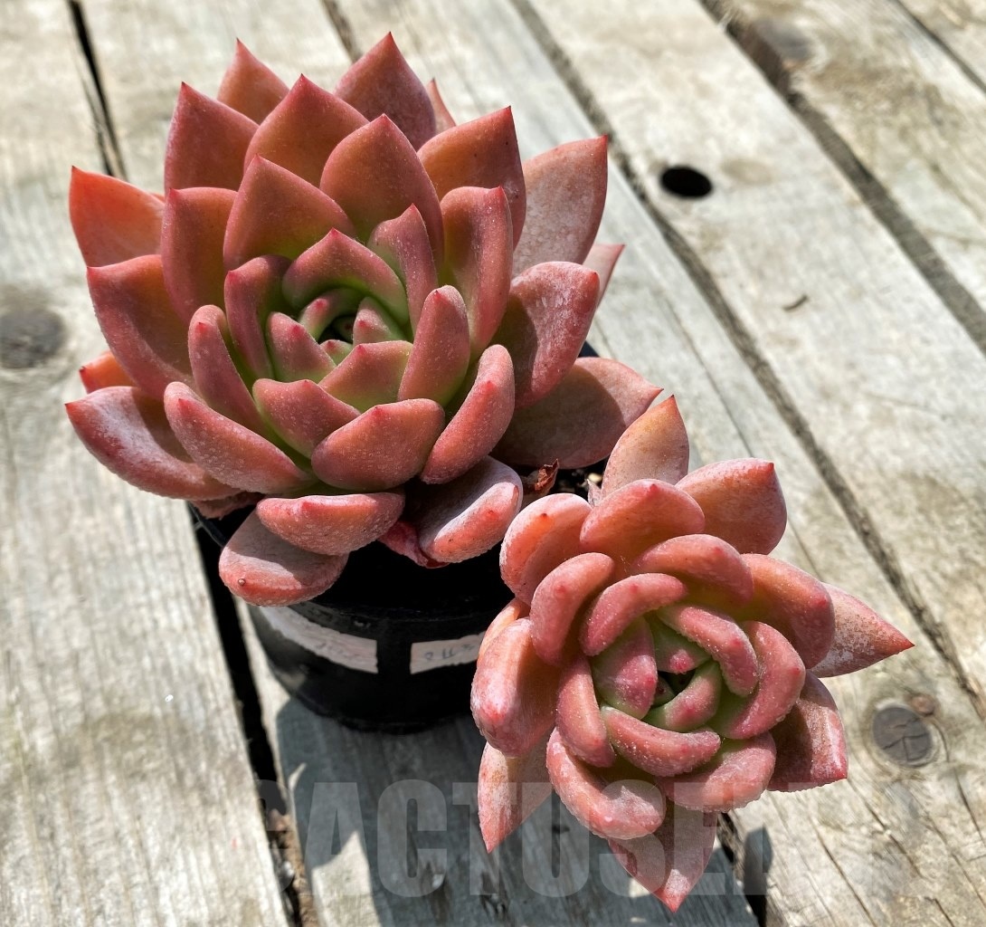 SH3999 Echeveria 'Pink Champagne', 2 heads - Image 2