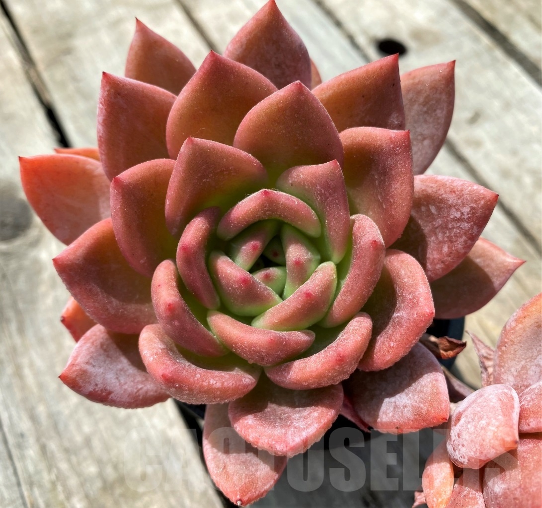 SH3999 Echeveria 'Pink Champagne', 2 heads
