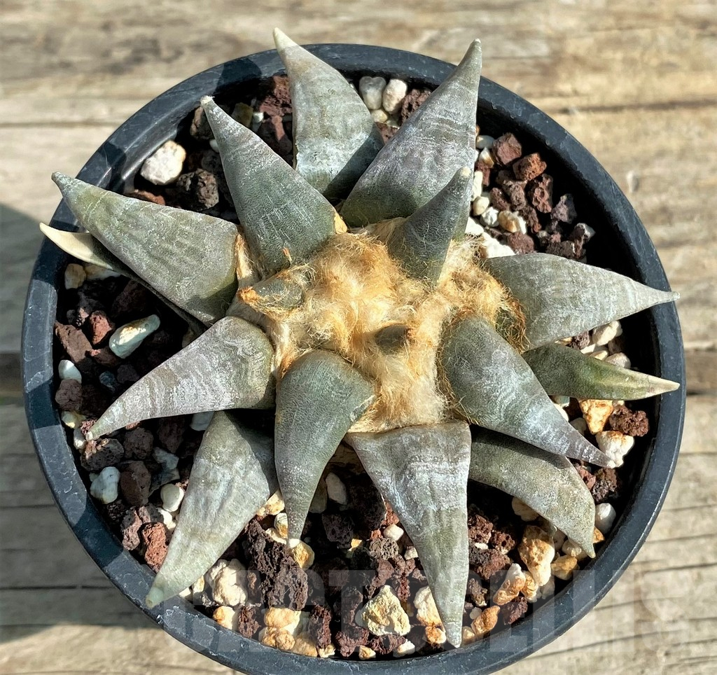 SH792 Ariocarpus retusus SB68 -San Luis Potosi, Coronel, Mexicó- - Image 2