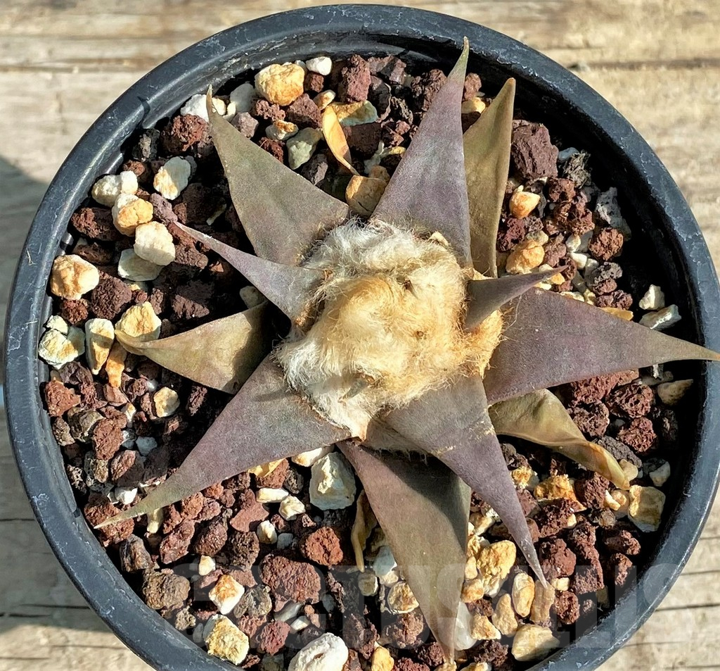 SHPR3910 Ariocarpus trigonus v. confusus - Image 2
