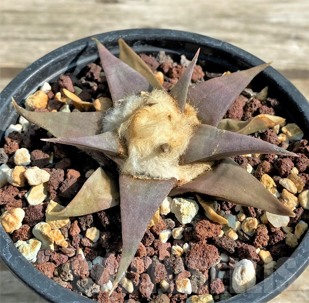 SHPR3910 Ariocarpus trigonus v. confusus