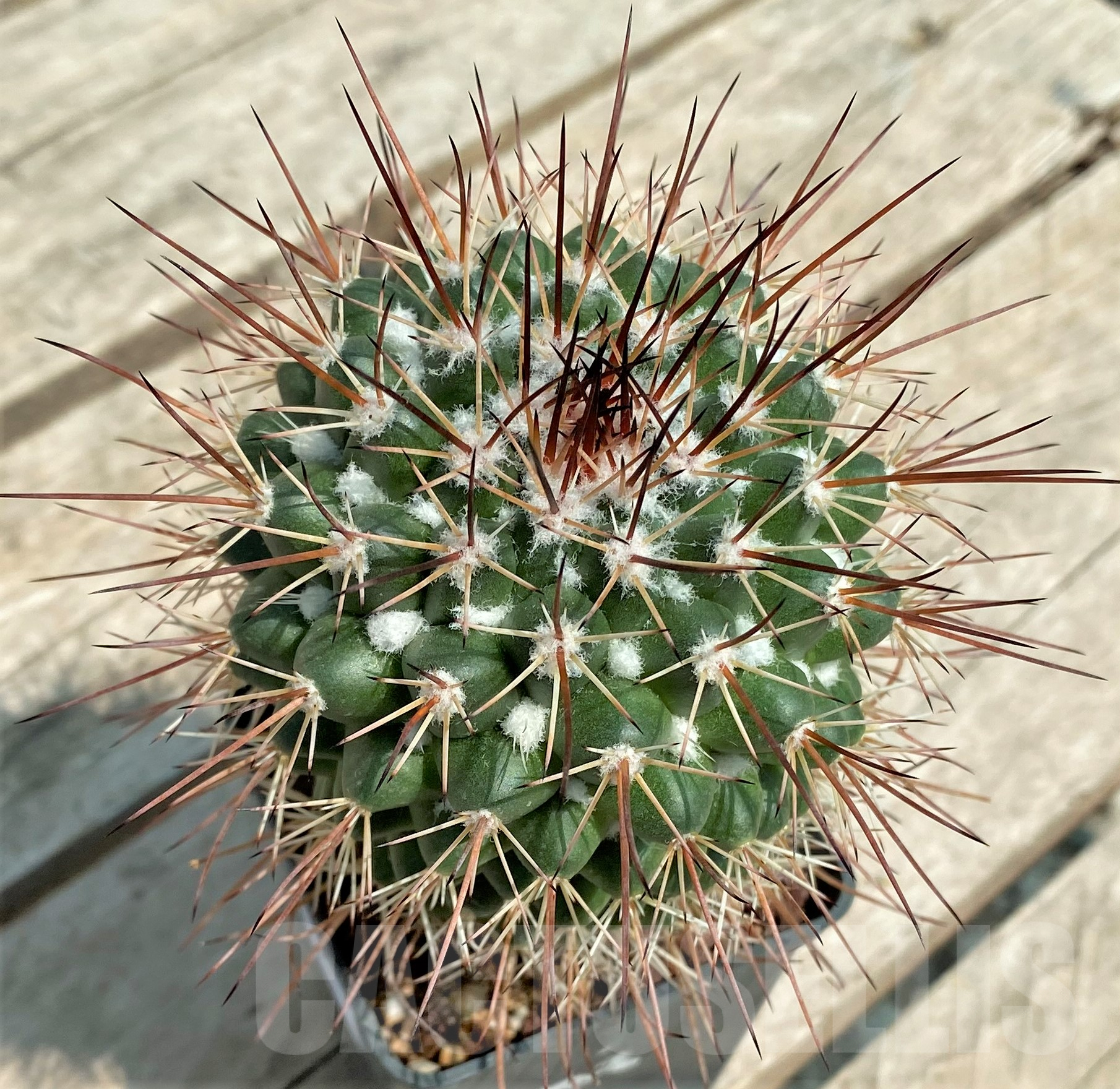 SHPR30671 Mammillaria sonorensis - immagine 2