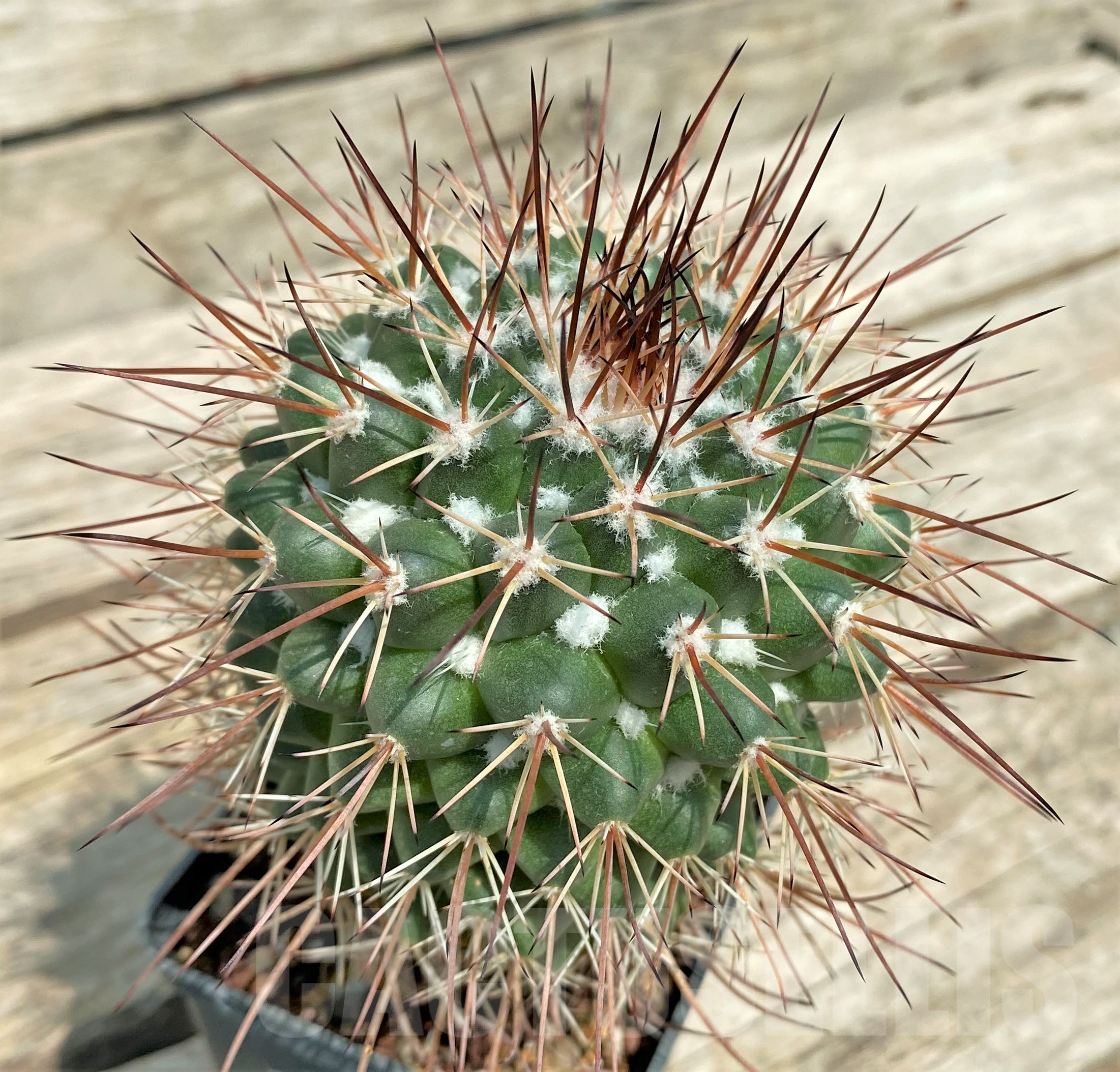 SHPR30671 Mammillaria sonorensis