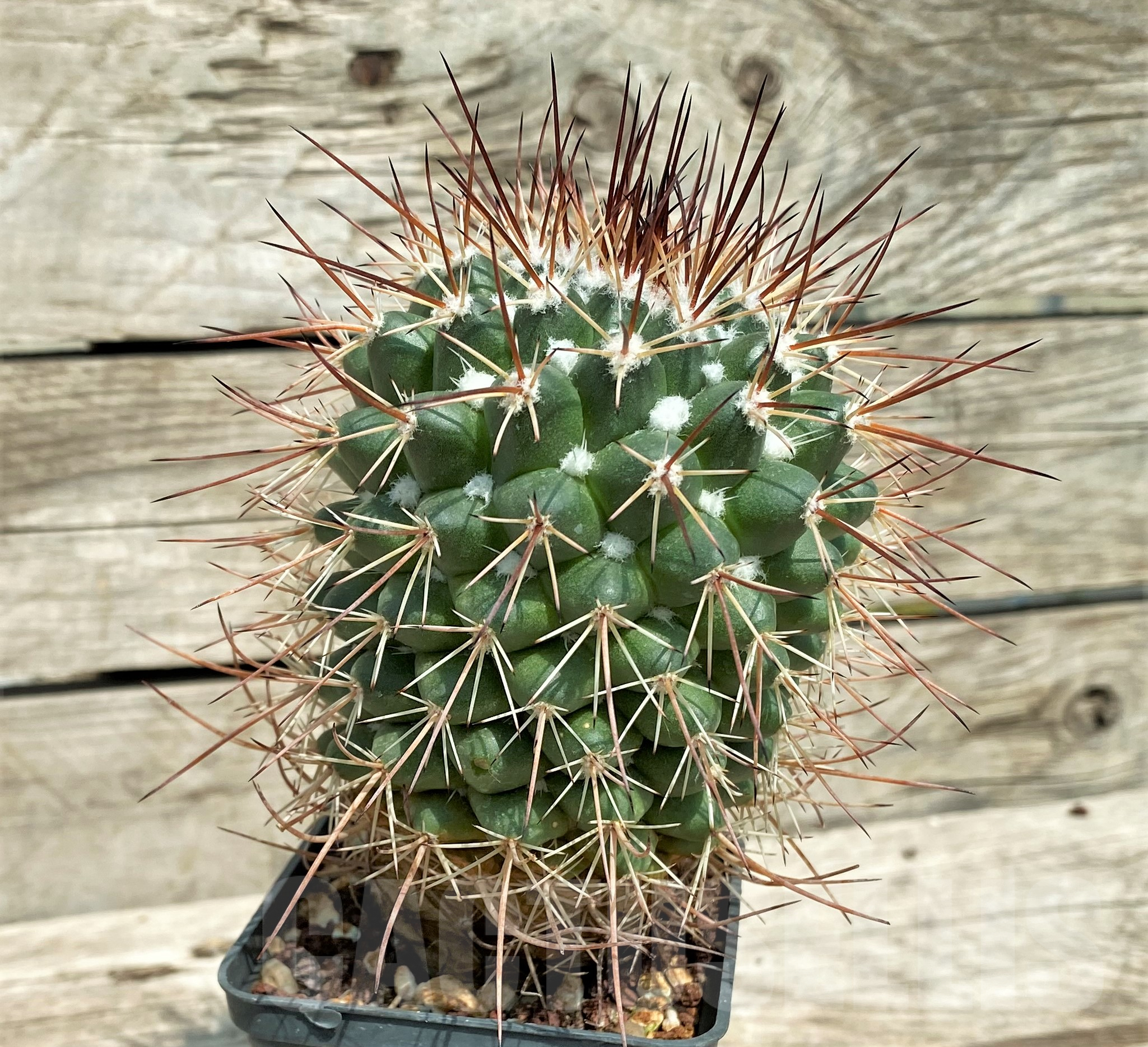 SHPR30671 Mammillaria sonorensis - immagine 3