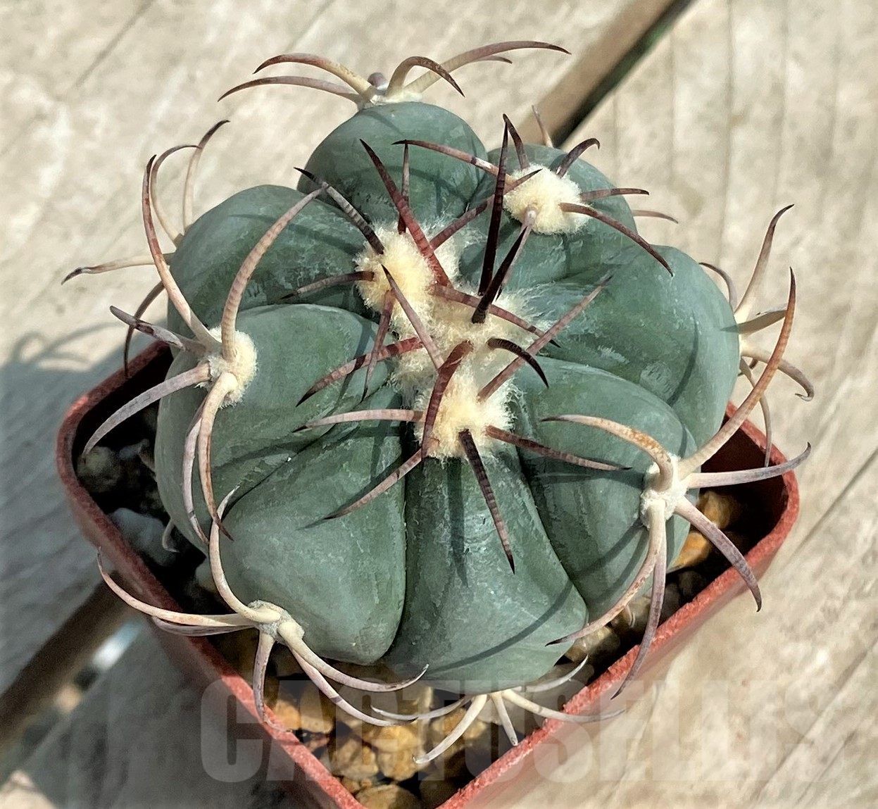 SHPR3664 Echinocactus horizonthalonius RC499 -S. E. Mosser- - Image 2