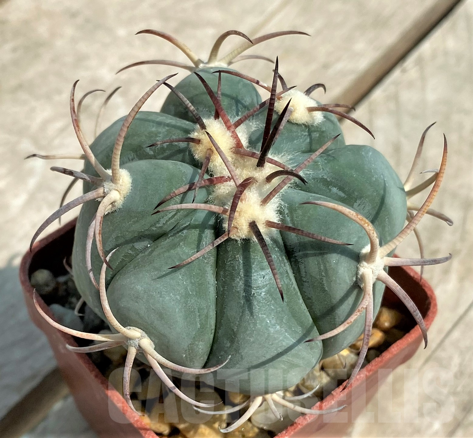 SHPR3664 Echinocactus horizonthalonius RC499 -S. E. Mosser-